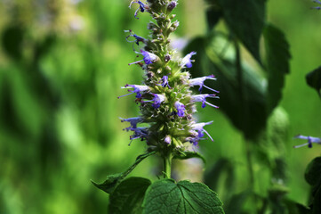 Anise hyssop (Agastache foeniculum)