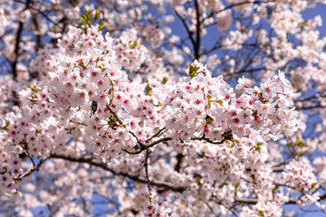 北海道新石狩市、青空の戸田記念墓地公園で咲き誇るソメイヨシノ【5月】