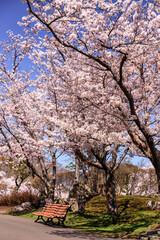北海道石狩市、8,000本のソメイヨシノが咲き薫る戸田記念墓地公園の桜並木【5月】