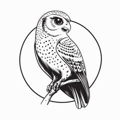 Peregrine Vector Images. Illustration of a peregrine bird on white background