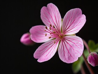 Obraz premium Close-up of pink geranium blossom on black background