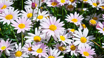 Fototapeta premium A whole bunch of little daisies in bloom.