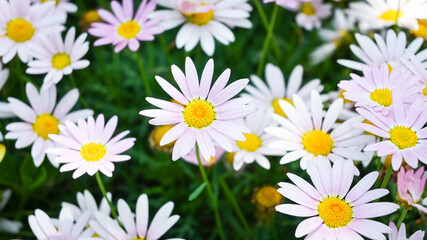 A whole bunch of little daisies in bloom.