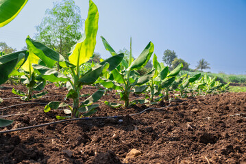 Banana plantation. Growing Young banana plants with dew drops on leaves. Young banana plants in a rural farm in india