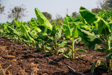 Banana plantation. Growing Young banana plants with dew drops on leaves. Young banana plants in a rural farm in india