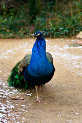 Fototapeta premium Elegant Peacock Walking on a Winter Path