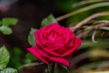 薔薇の花