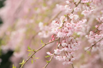 Naklejka premium 満開のしだれ桜