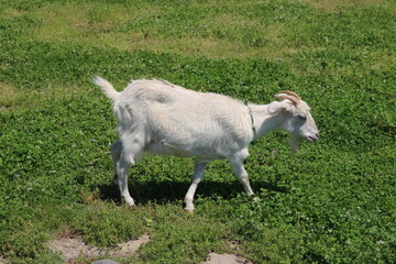 野原で右に向かって歩くヤギ
