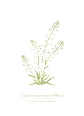 水彩で描いたナチュラルなぺんぺん草のイラスト