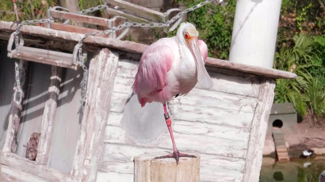 Roseate Spoonbill Standing on One Leg
