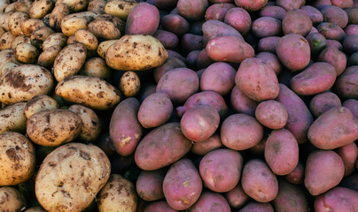 Potato harvest, sweet potatoes close-up.