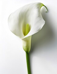 Elegant white calla lily with a smooth curved petal, isolated on white background
