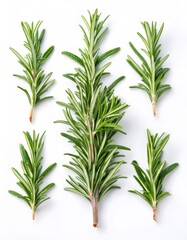 Obraz premium Fresh rosemary sprigs showing needle like green leaves on white background