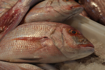 Freshly caught raw mullet close-up