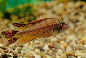 Apistogramma cacatuoides