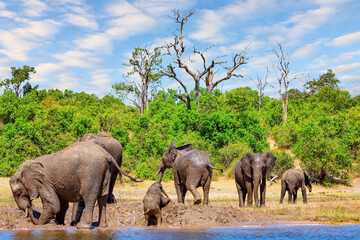 Naklejka premium Elephants bathe in mud and water