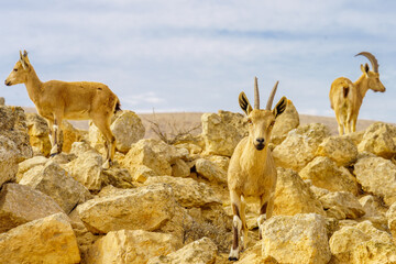 Nubian Ibex, in ancient Mamshit, Negev Desert