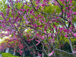 pink cherry blossom in spring
