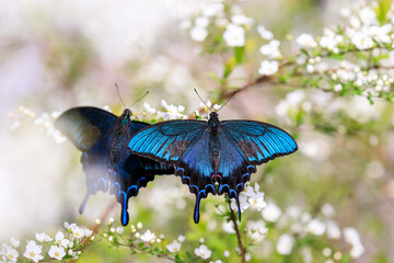北海道栗山町、花の蜜を吸うカラスアゲハ【5月】