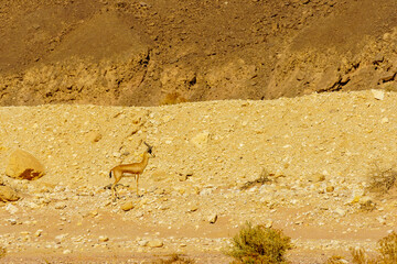 Dorcas gazelle in the Timna desert park