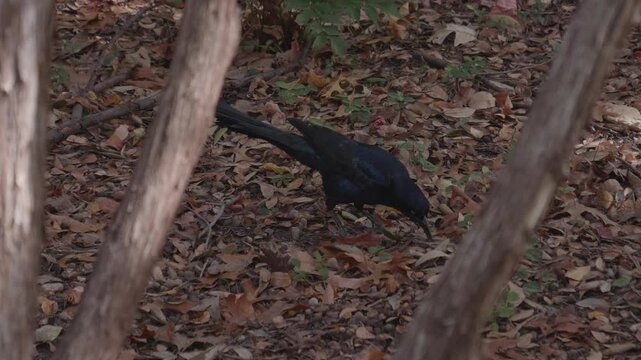 Great Tailed Grackle Foraging for Food