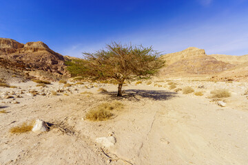 Landscape, with Acacia trees, in Timna desert park