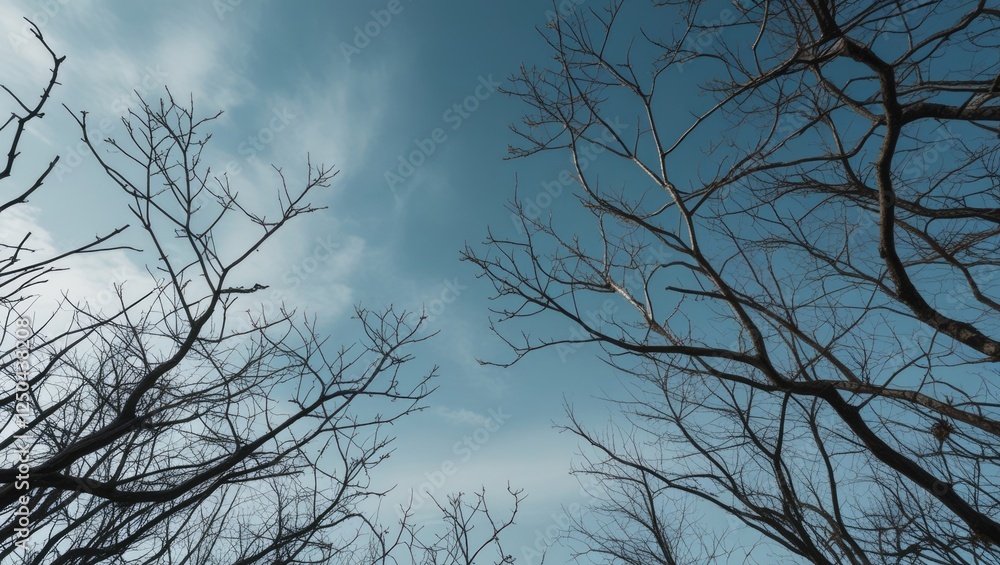 Poster barren tree branches reaching towards a blue sky creating a serene and abstract view of nature's tra