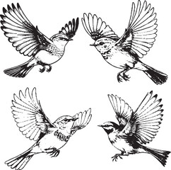 Dynamic Bird Flight Illustrations - Detailed Black-and-White Sketches