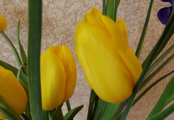 An arrangement of yellow tulip flowers.