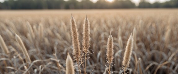 Dried spike grass in a golden field with selective focus capturing the tranquil beauty of nature during sunset.