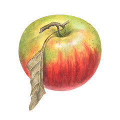 Realistic watercolor illustration of a red-green apple with a dried leaf on the stem. Detailed texture and soft shading make it ideal for botanical prints, kitchen decor, food designs