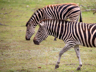 Zebra in the run