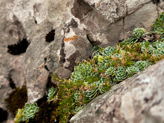 Succulent plants among rocky terrain with moss