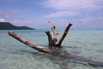 Driftwood in the lagoon at Motu Mahaea, Taha'a Island, Society Islands, French Polynesia.