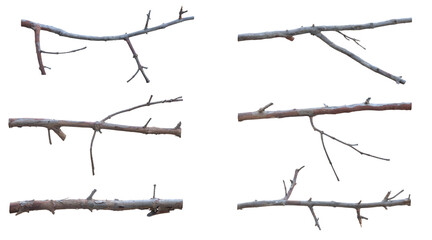 set dry branch isolated white background. texture wood stick, tree twig