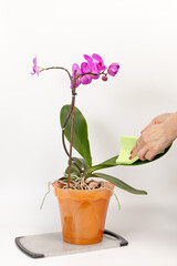 Woman cleaning leaves of the Phalaenopsis orchid flower with a rag.