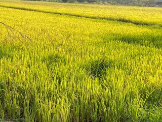 Growing Rice Field in Summer
