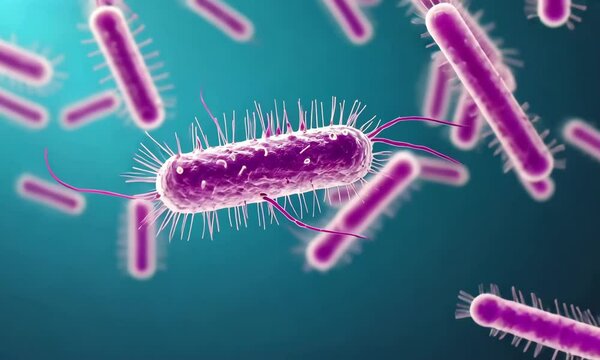 bacteria seen under a microscope