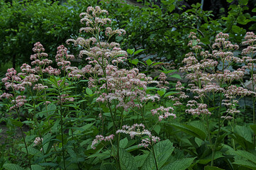 Fototapeta premium blossoming plant Rodgersia