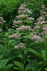 blossoming plant Rodgersia