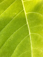 Macro Shot of Leaf Texture