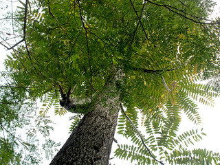Taking photos of trees from below can produce interesting objects.