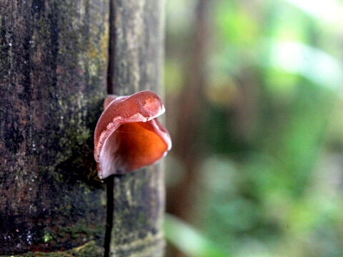Ear fungus (Auricularia auricula) is a group of jelly fungi that belongs to the Basidiomycota class and has a unique jelly texture.	