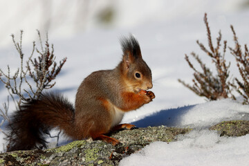 squirrel in the snow