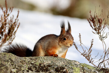 Squirrel