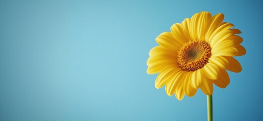 Obraz premium Bright yellow gerbera daisy against a clear blue sky background, copy space for text
