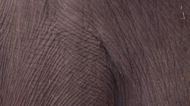 Asain Elephant Skin Closeup