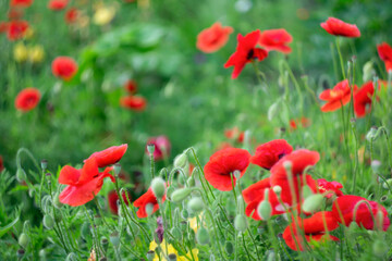 Blooming red poppies in the home garden.