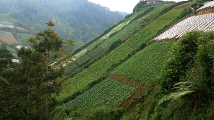 Terraced farming that optimizes sloping land in mountainous areas for farming by planting various...
